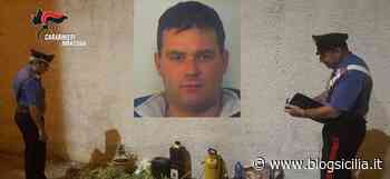 Trasforma il giardino di casa in una piantagione di erba, arrestato - BlogSicilia.it