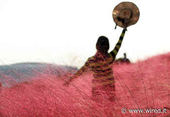 Lo spettacolo dell’erba rosa in Cina - Wired Italia
