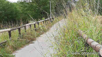 Sernaglia, l'erba sulla ciclabile falciata dopo i post sui social. Villanova: "Grazie della segnalazione" - Qdpnews.it - notizie online dell'Alta Marca Trevigiana