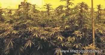 Erba a domicilio ma legale: da Milano a Catania il servizio che ti porta la cannabis light a casa - Il Fatto Quotidiano