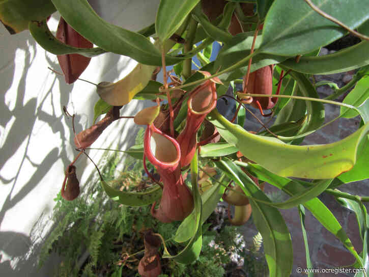 Keeping your backyard trees healthy with these tips to help them grow