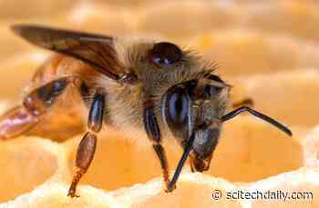 “Honey Bee, It’s Me” – Gut Bacteria Is Key to Bee ID