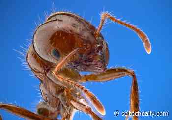 Supergene Discovery Leads to New Knowledge of Fire Ants & Pest Control Methods