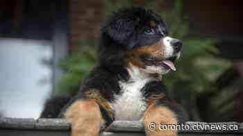 Toronto agency provides support for pet owners amid pandemic