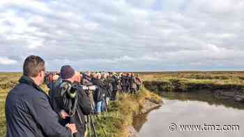 U.K. Birdwatchers Flock to See Rare Robin, First Sighting in 40 Years