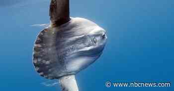 Giant sunfish sighting prompts 911 calls; officials say, 'Please stop'