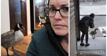 Goose on the loose: Calgary woman welcomes bird into her home after being concerned for its welfare