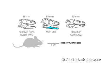 Baby t-rex bones are first of their kind and kinda cute