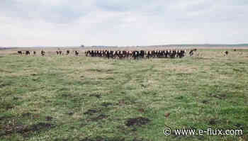 The Case of Meat - Architecture - e-flux - E-Flux