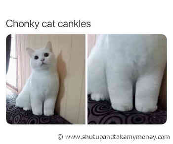 Chonky Cat Cankles – Meme