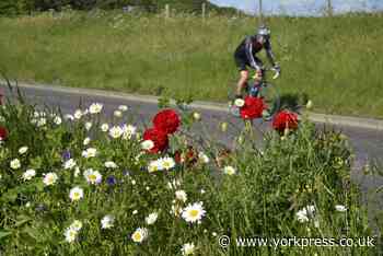 "Stop trimming your verges - you are suffocating nature!"