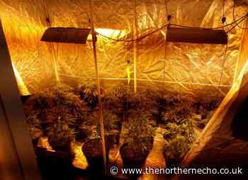 Police find two cannabis farms in same street following tip-off - The Northern Echo