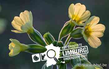 Hoeveel natuur heeft Borgloon? (Borgloon) - Het Belang van Limburg Mobile - Het Belang van Limburg