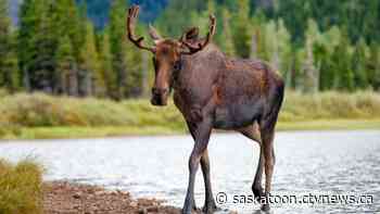 Sask. conservation officers called to assist after moose spotted near Broadway bridge
