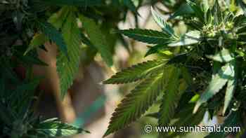 Here’s a doctor’s case against medical marijuana in Mississippi - Biloxi Sun Herald