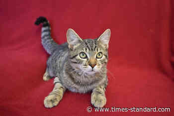 Sequoia Humane Society seeks donations for kitten’s medical care - Eureka Times-Standard