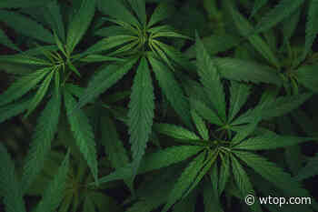 Virginia’s 1st medical cannabis processor opens in Bristol - WTOP