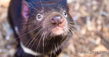 Chris Hemsworth helps reintroduce Tasmanian devils to Australia for first time in 3,000 years - CNET