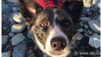 Our neighbour killed our dog. Then the criminal justice system failed her and our family