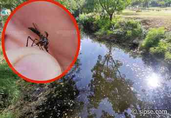Yucatán: sigue estos remedios naturales para evitar que los mosquitos invadan tu casa - sipse.com
