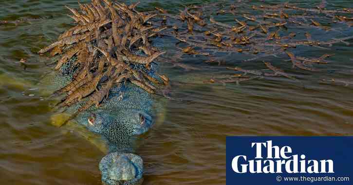 Rising tide: why the crocodile-like gharial is returning to India's rivers
