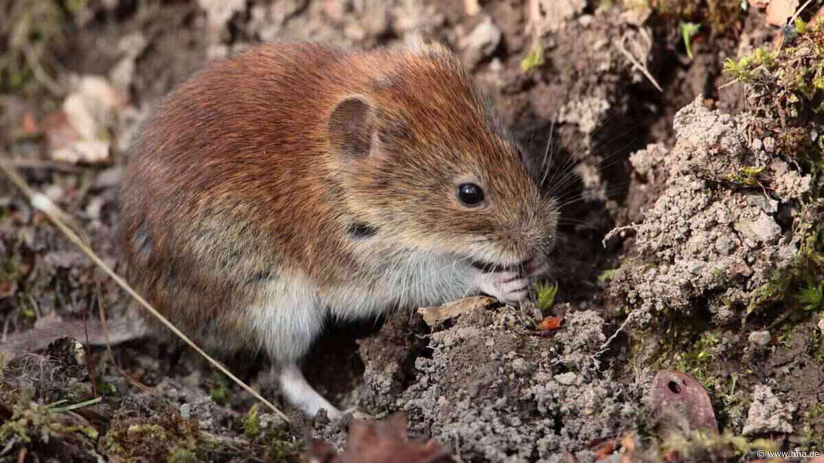 Massenhaft Mäuse auf Feldern und in Wäldern in Waldeck-Frankenberg - hna.de