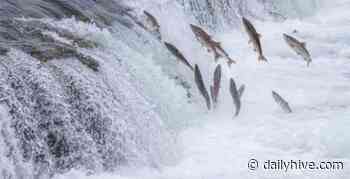 Salmon are migrating through Toronto's waterways this weekend | Curated - Daily Hive