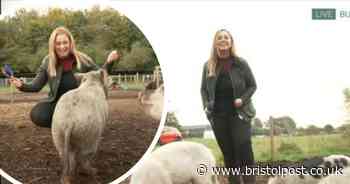 This Morning's Josie Gibson bitten by pig on live TV