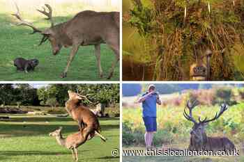 Stunning photos from the rut in Richmond and Bushy Parks