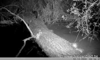 De opmars van de otter: diertje vindt nu ook een stekje aan Donkmeer in Berlare<BR />
