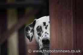 Q&A: Can our pets catch coronavirus?