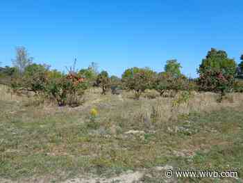 $5,000 worth of apples stolen from Niagara County farm