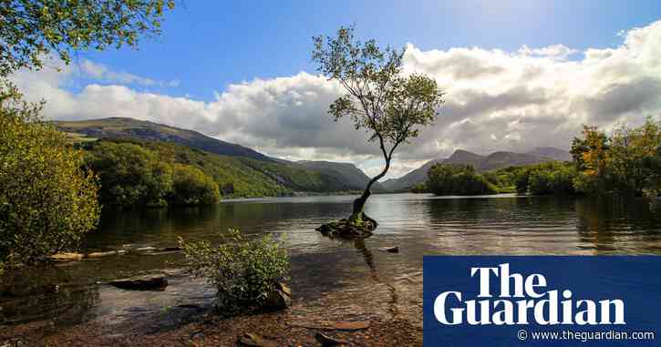 Tree of the week: the beloved tree that could fall victim to its own success