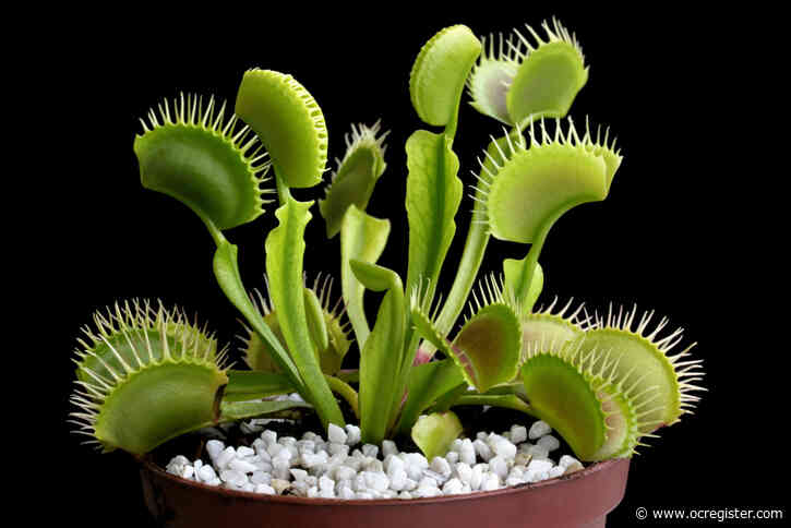 Why Venus flytraps are so popular and misunderstood