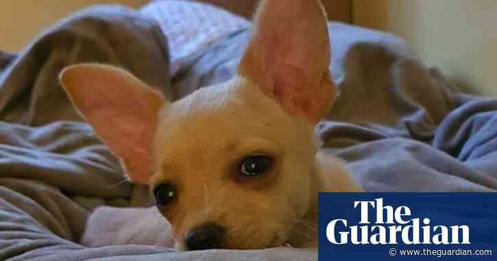 Van Damme saves life of chihuahua after row over fake passport