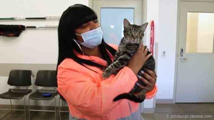 Never Give Up ‘Hope’: Owner Reunited With Lost Cat 5 Months After Devastating House Fire