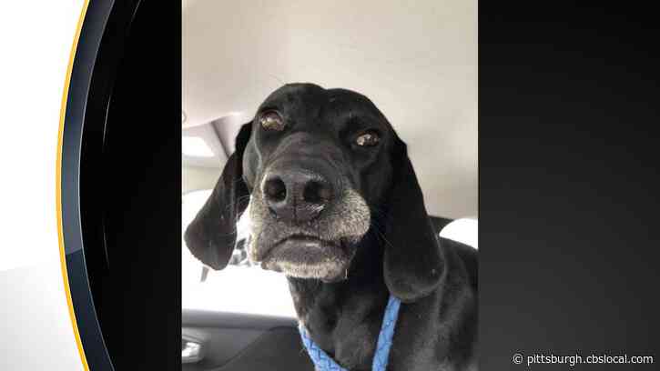 Paws Across Pittsburgh Rescues Dog Suffering From Multiple Gunshot Wounds, Other Injuries