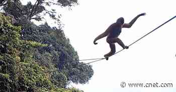 The rarest primate on Earth is in danger. A rope bridge could help it survive     - CNET
