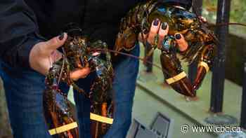 MPs hold emergency debate on N.S. lobster fishery dispute