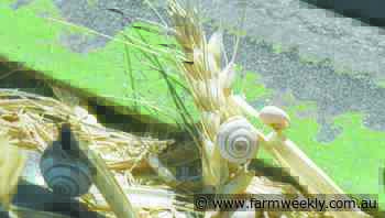 Controlling snails will reduce grain contamination