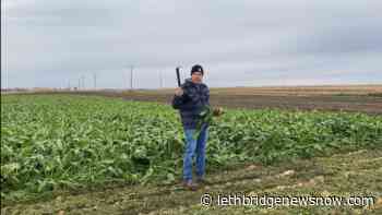 VIDEO: How Southern Alberta Sugar Beet Farmers are so important - Lethbridge News Now