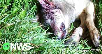 Tweede wolf doodgereden in Oudsbergen: "Dat is jammer genoeg de tol van het verkeer" - VRT NWS