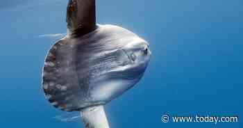 Officials are asking people to stop calling the police over giant sunfish sightings