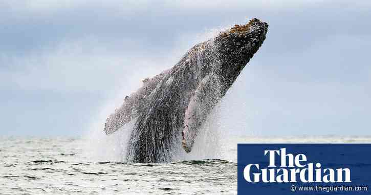 The animal species imperiled by Trump's war on the environment