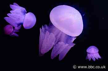 Eating jellyfish: Why scientists are talking up a 'perfect food'