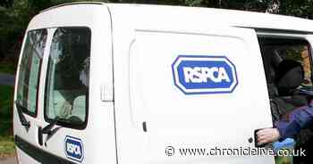 Investigation launched after 'several' horses found in poor health