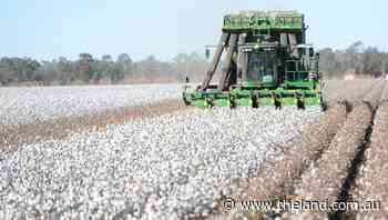Cotton price surprise after China boycott, but exporters brace for pain