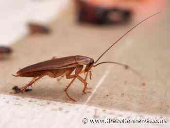 Cockroach warning as heating gets switched on in autumn - The Bolton News