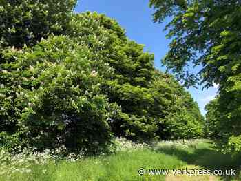'We need to manage our hedgerows, not just leave them alone'