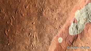 Geologist eager to examine 'spectacular' fossilized tracks found on P.E.I.